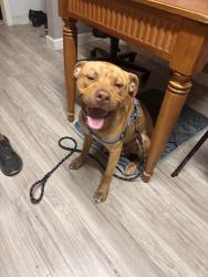 Found/Stray Male Dog last seen Admiral and Memorial, Tulsa, OK 74128