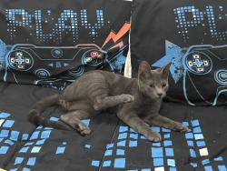 Lost Male Cat last seen Riverbend Blvd / Riverbend Park, Wekiwa Springs, FL 32779