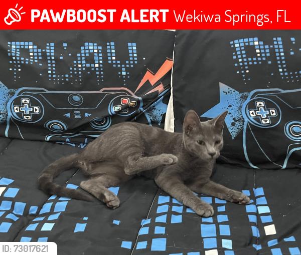 Lost Male Cat last seen Riverbend Blvd / Riverbend Park, Wekiwa Springs, FL 32779
