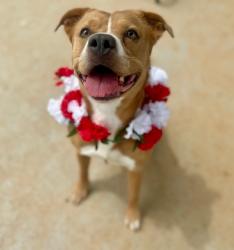 Shelter Stray Female Dog last seen CHARLOTTE, 8315 Byrum Dr, Charlotte, NC 28217, USA