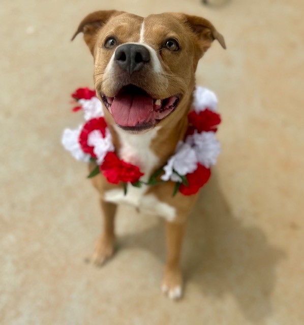 Shelter Stray Female Dog last seen CHARLOTTE, 8315 Byrum Dr, Charlotte, NC 28217, USA