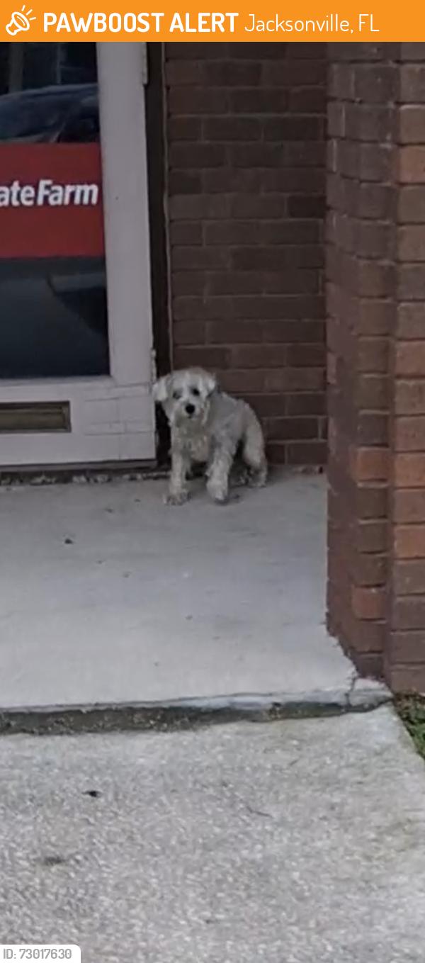 Found/Stray Unknown Dog last seen State farm office building, Jacksonville, FL 32210