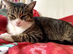 Lost Male Cat last seen Near Clark Street, Durham, NC 27701