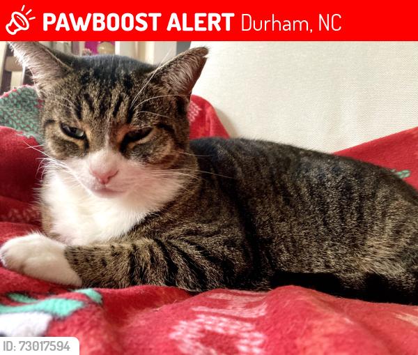 Lost Male Cat last seen Near Clark Street, Durham, NC 27701