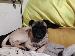 Lost Male Dog last seen Adams and broadway , Los Angeles, CA 90007