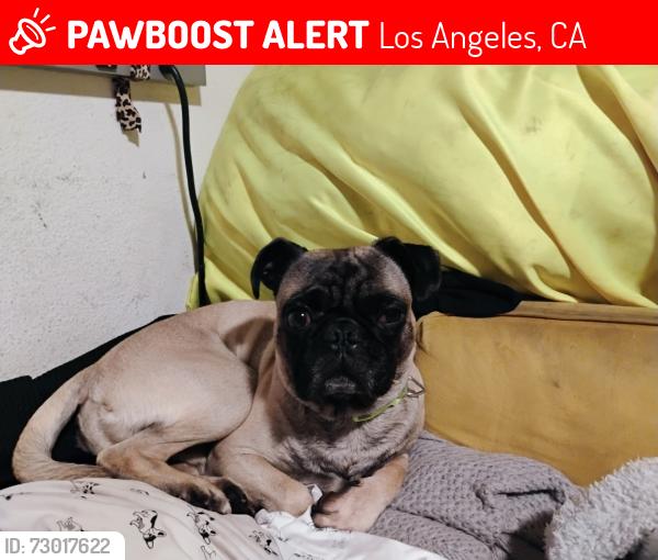 Lost Male Dog last seen Adams and broadway , Los Angeles, CA 90007