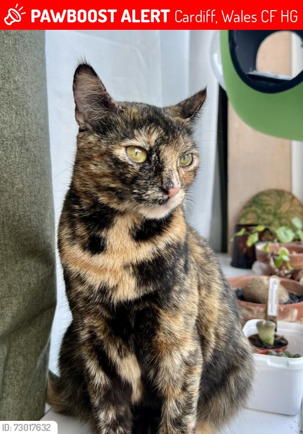 Lost Female Cat last seen Cyfarthfa Street/Croft Street/Treharris Street, Cardiff, Wales CF24 3HG
