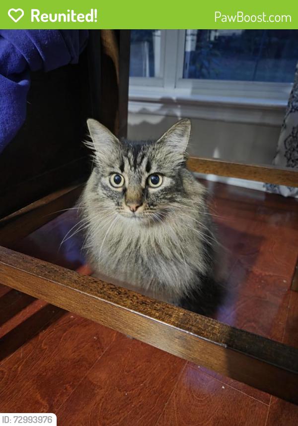 Reunited Female Cat last seen Maitland Woods subdivision, Knoxville, TN 37931