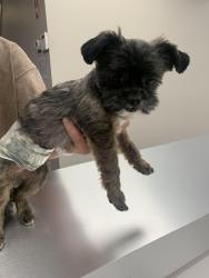 Reunited Male Dog last seen River Legacy and North Green Oaks, Arlington, TX 76017