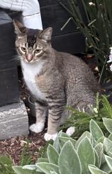 Found/Stray Unknown Cat last seen Dutton/Warwick, San Leandro, CA 94577