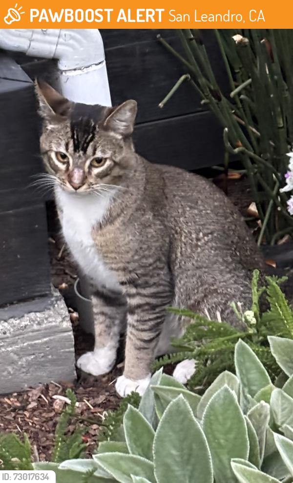 Found/Stray Unknown Cat last seen Dutton/Warwick, San Leandro, CA 94577