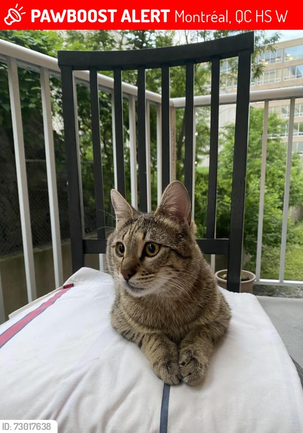 Lost Male Cat last seen Decelles/ côte des neiges , Montréal, QC H3S 1W4
