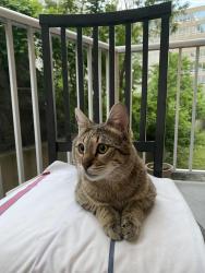Lost Male Cat last seen Decelles/ côte des neiges , Montréal, QC H3S 1W4