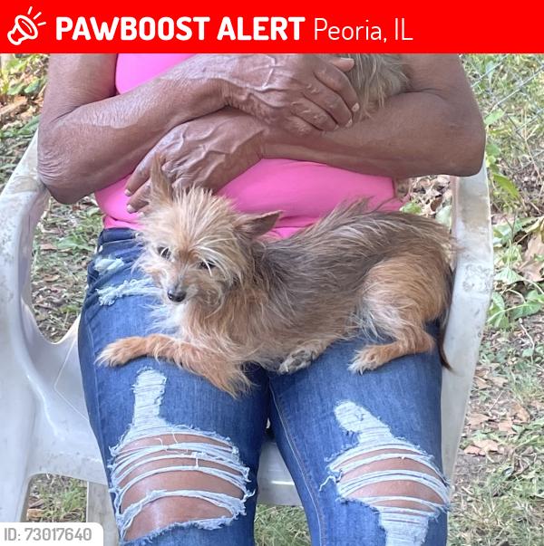 Lost Female Dog last seen Wisconsin and Seneca, Peoria, IL 61603