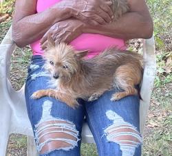 Lost Female Dog last seen Wisconsin and Seneca, Peoria, IL 61603