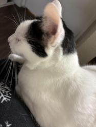 Lost Female Cat last seen Near sweetbay dr, Perris, ca 92571, Perris, CA 92571