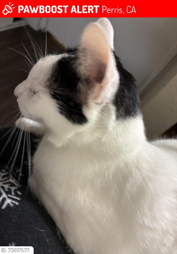 Lost Female Cat last seen Near sweetbay dr, Perris, ca 92571, Perris, CA 92571