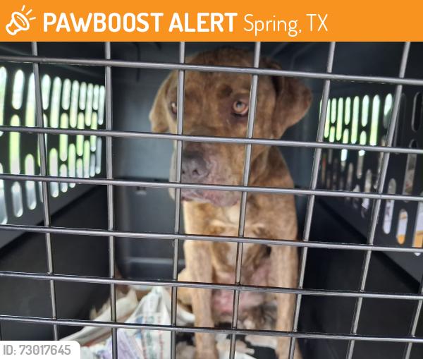Found/Stray Female Dog last seen Birnamwood III @ Lestergate & Mossygate, Spring, TX 77373