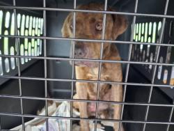 Found/Stray Female Dog last seen Birnamwood III @ Lestergate & Mossygate, Spring, TX 77373