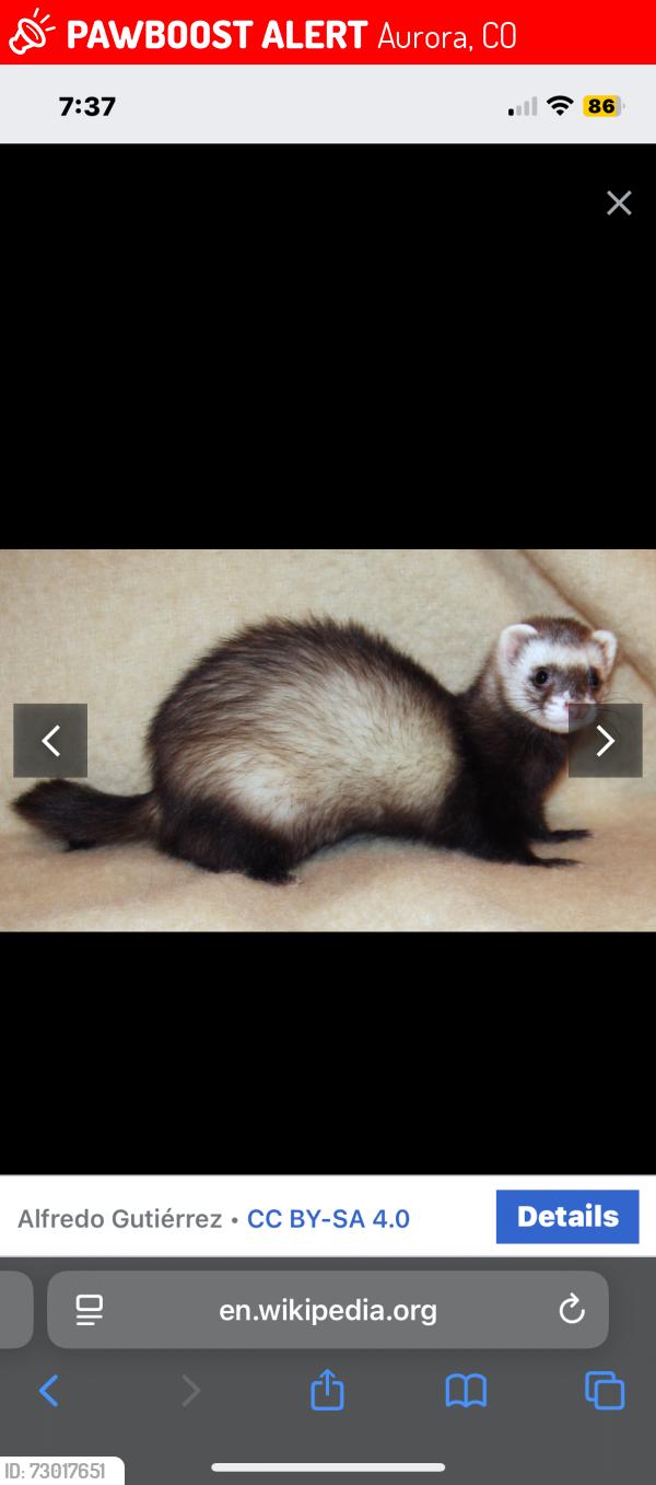 Lost Female Ferret last seen Near Pagosa way , Aurora, CO 80011