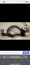 Lost Female Ferret last seen Near Pagosa way , Aurora, CO 80011