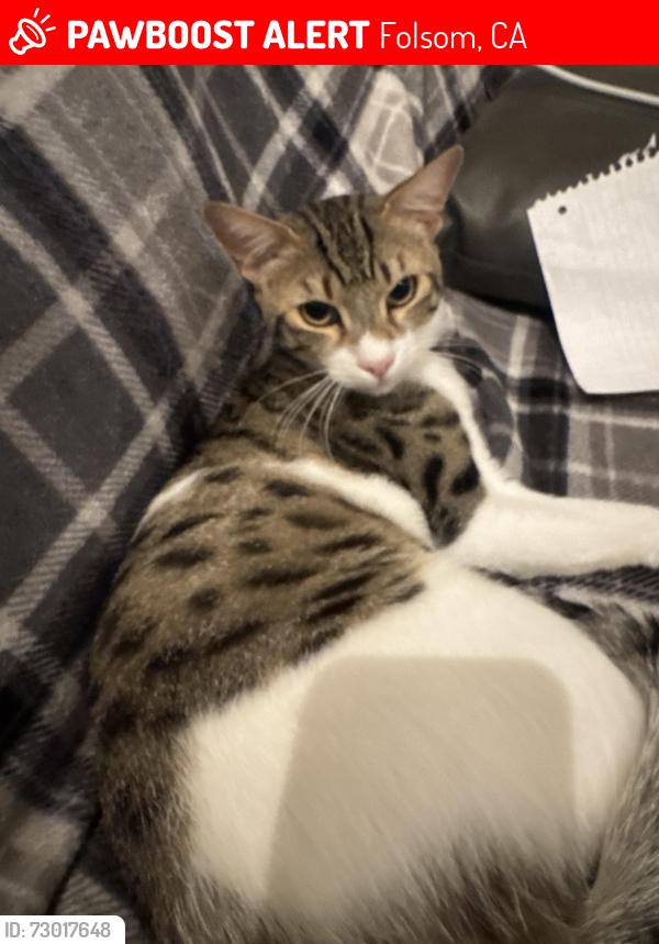 Lost Male Cat last seen Hazel , Folsom, CA 95630