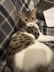 Lost Male Cat last seen Hazel , Folsom, CA 95630