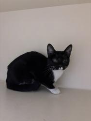 Shelter Stray Female Cat last seen , 30083, GA, 3280 Chamblee Dunwoody Rd, Chamblee, GA 30341, USA
