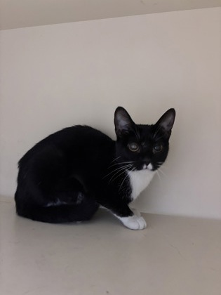 Shelter Stray Female Cat last seen , 30083, GA, 3280 Chamblee Dunwoody Rd, Chamblee, GA 30341, USA