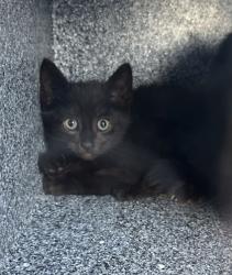 Shelter Stray Male Cat last seen Near GRAND AVE, North District, TX, 355 Hillshire Dr, Haslet, TX 76052, USA