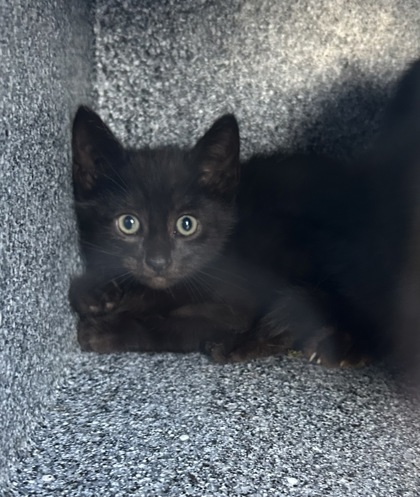 Shelter Stray Male Cat last seen Near GRAND AVE, North District, TX, 355 Hillshire Dr, Haslet, TX 76052, USA