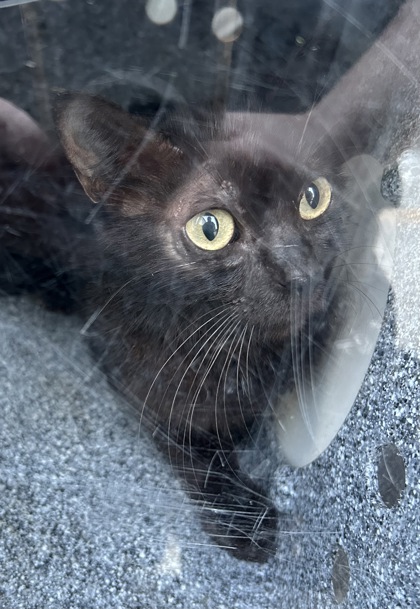 Shelter Stray Female Cat last seen Near GRAND AVE, North District, TX, 355 Hillshire Dr, Haslet, TX 76052, USA