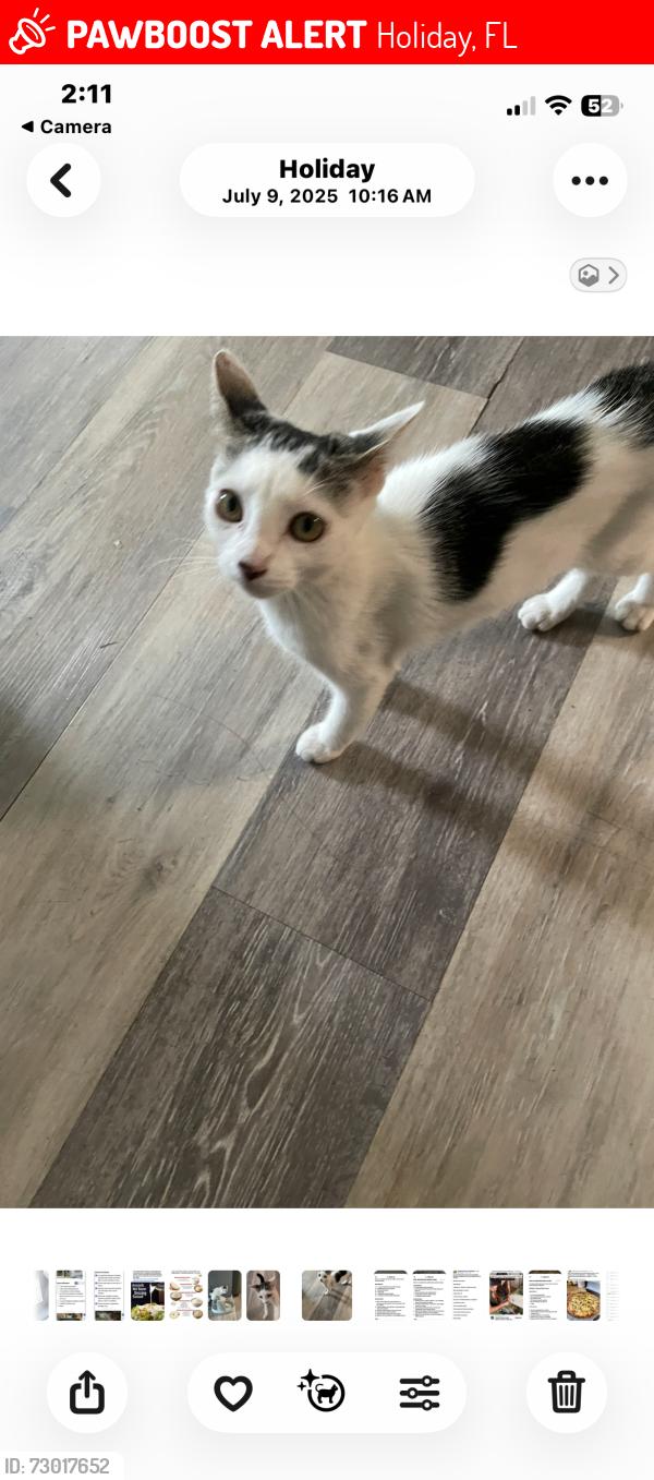 Lost Female Cat last seen Merrilon drive and dickens , Holiday, FL 34691