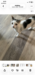 Lost Female Cat last seen Merrilon drive and dickens , Holiday, FL 34691