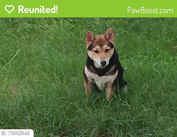 Reunited Male Dog last seen Cave swallow and Sooty Tern , Hernando County, FL 34614