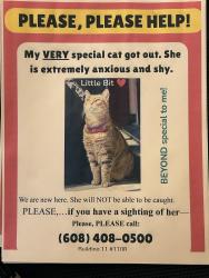 Lost Female Cat last seen Mississippi Ave and E Cherry Creek S, Denver, CO 80246