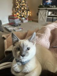 Lost Male Cat last seen Unknown, Danielsville, GA 30633