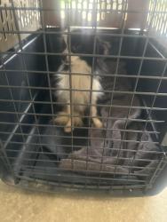 Found/Stray Female Dog last seen Endicott, Grand Prairie, TX 75052