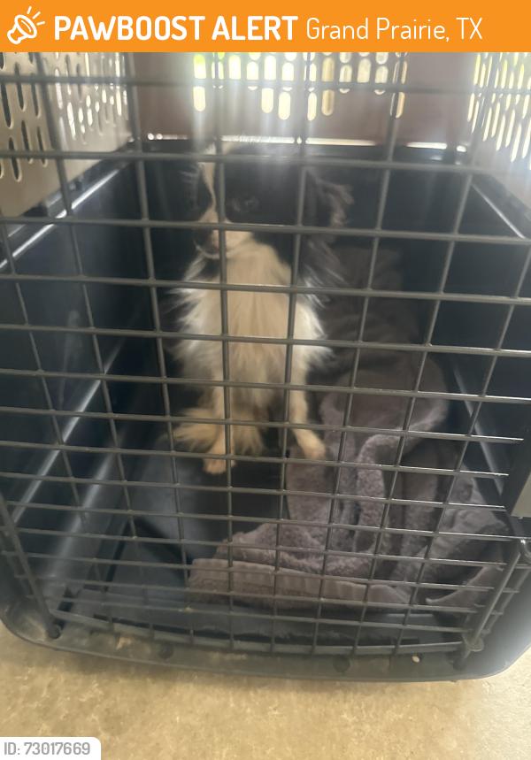 Found/Stray Female Dog last seen Endicott, Grand Prairie, TX 75052