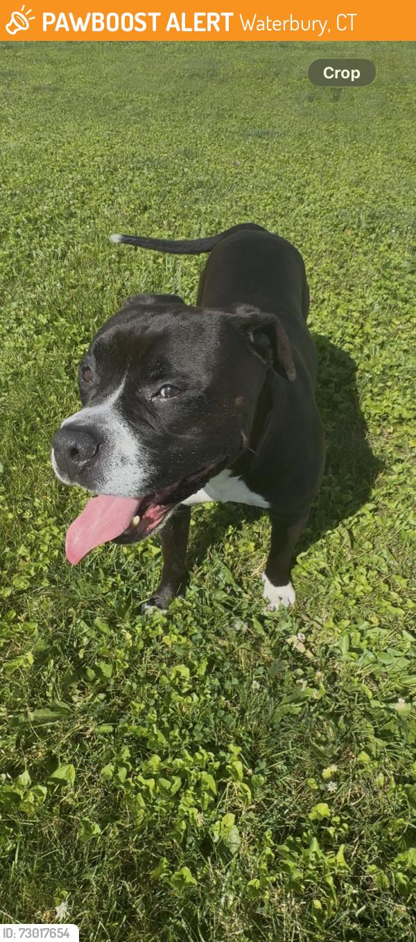 Found/Stray Male Dog last seen Highland Avenue and Seymour Street in Waterbury CT, Waterbury, CT 06708