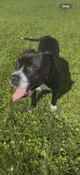 Found/Stray Male Dog last seen Highland Avenue and Seymour Street in Waterbury CT, Waterbury, CT 06708