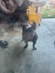 Reunited Male Dog last seen Near Coppermine St, Riverside, CA 92501, USA, Riverside, CA 92501