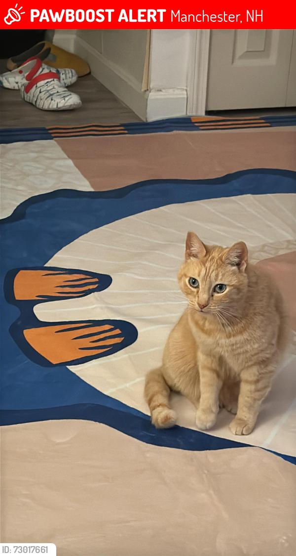Lost Female Cat last seen Whipple st.Manchester , Manchester, NH 03102