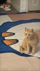 Lost Female Cat last seen Whipple st.Manchester , Manchester, NH 03102