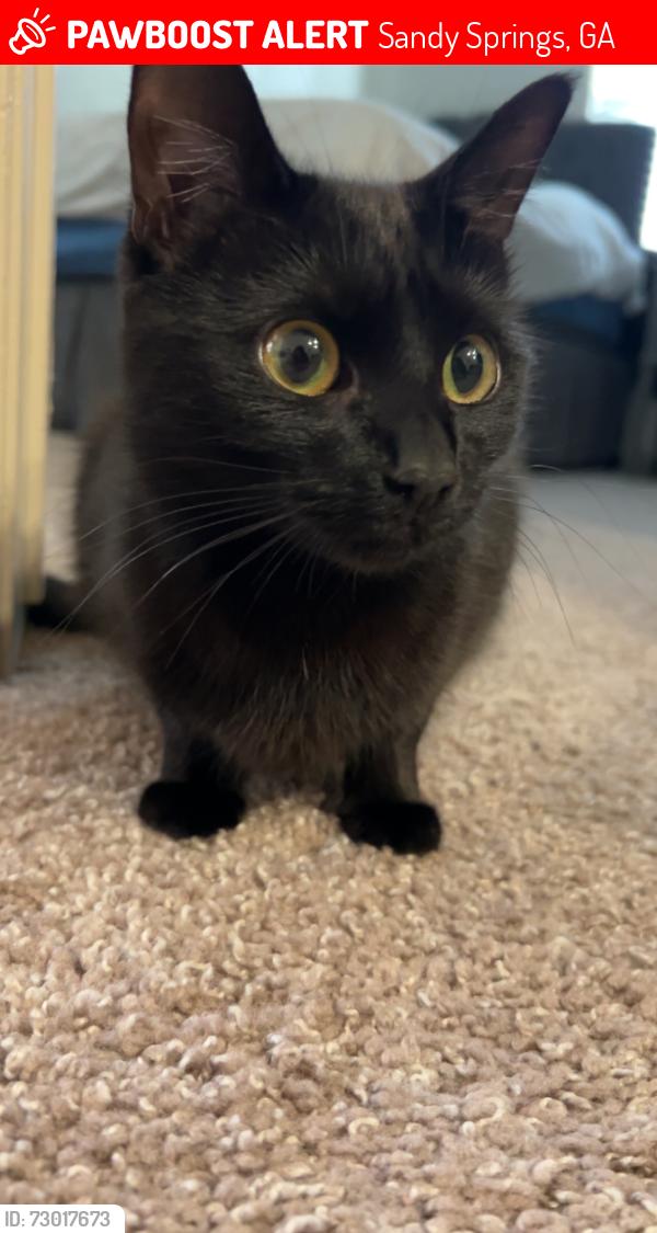 Lost Female Cat last seen sandy springs circle near the Whole Foods on Roswell Road and Sandy Springs Cinema Movie Theatre, Sandy Springs, GA 30328