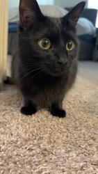 Lost Female Cat last seen sandy springs circle near the Whole Foods on Roswell Road and Sandy Springs Cinema Movie Theatre, Sandy Springs, GA 30328