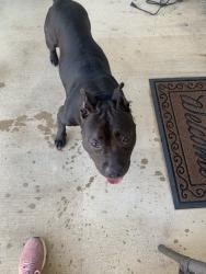 Found/Stray Female Dog last seen Tranchet trail, San Antonio, TX 78221