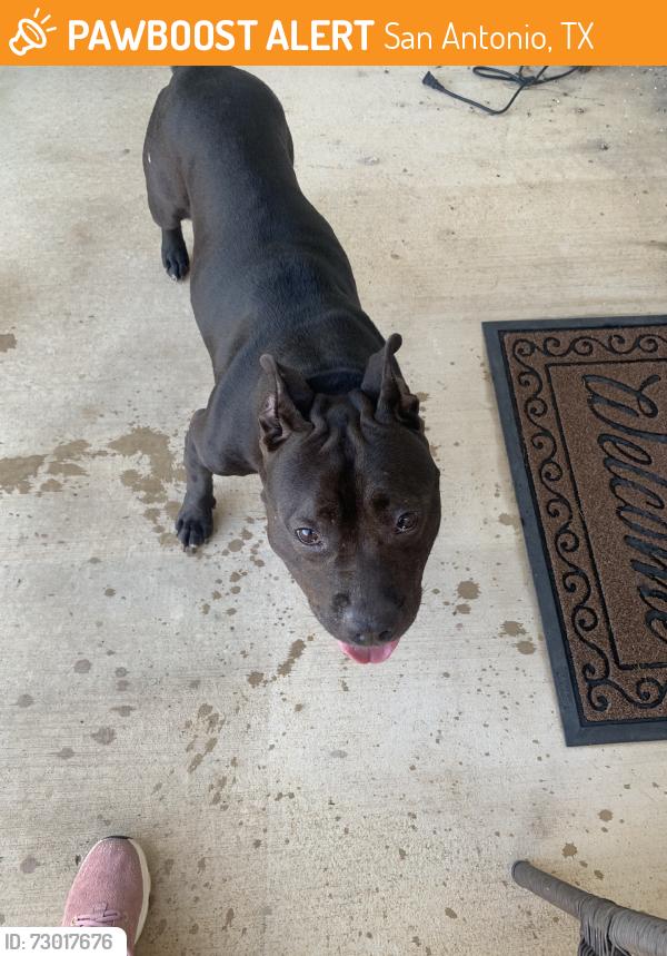 Found/Stray Female Dog last seen Tranchet trail, San Antonio, TX 78221