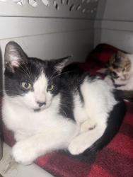 Found/Stray Unknown Cat last seen columbia sc, Columbia, SC 29211