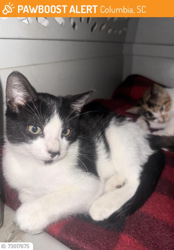 Found/Stray Unknown Cat last seen columbia sc, Columbia, SC 29211